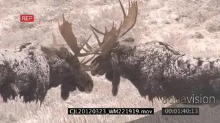 Moose herd fighting on prairie during snowfall MLS ZI ZO LS PAN