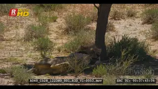 Male lion with a black mane rolling on its back under a shade of a tree