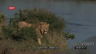 African Lion standing on cliff in bushveld looking around LS PAN