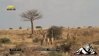 Giraffes standing near forest then running to a bushveld passing moving baboons LS PAN