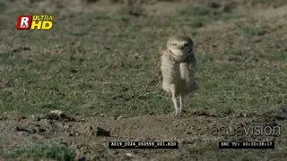 Burrowing owl landing, standing, foraging and looking for a flying insect, during daytime.
