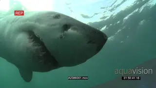 Great White Shark gently swimming around underwater in ocean bumping camera and passing.