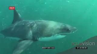 A pair of Great white sharks gently swimming underwater in ocean passing camera and.
