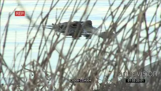 America Alligator swimming around GENERAL BEHAVIOUR