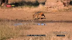 Tracking side view shot of a black-backed jackal walking along the edge of the waterhole