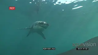 Great white shark gently swimming underwater in ocean then passing by camera LA UW HAND