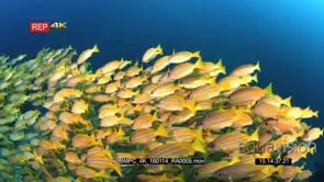 A large school of bluelined snapper fish swirl in the ocean GOOD LIGHT