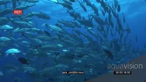 School of Giant Kingfish with Black Triggerfishes swimming in a circle underwater in.
