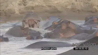 Hippo pod agitated aggressive social interaction towards each other yawning intimidation.
