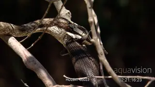 Vine Snake strikes a Lizard and hold its grip, during daytime.