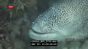 Moray eel CU Feeding