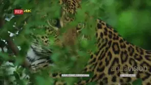 Leopard hiding behind leafy branch