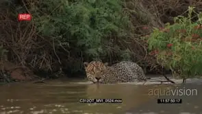 Jaguar (Panthera onca) hunting in water