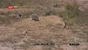 wide slow motion shot of a family of cape ground squirrel xerus inauris at their burrow