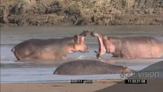 Hippo bulls fighting dung scattering intimidation behaviour pod resting social behaviour.