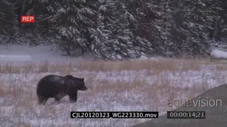 Grizzly Bear walking and looking around on snowy prairie WS PAN