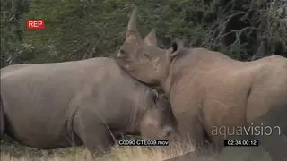 A pair of black rhinos fighting MA PAN
