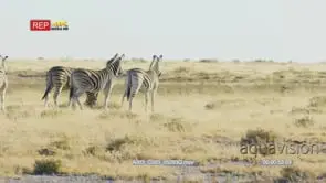 Zebra wary herd watching lion