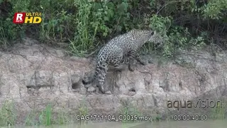 Jaguar walking on riverbank