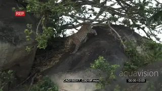 Leopard walking down a rock onto bushveld LWS PAN TD LS HAND