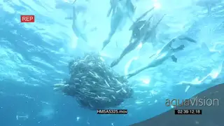 Cape Gannets with Dusky Sharks attacking and feeding on Sardines swimming in a ball.