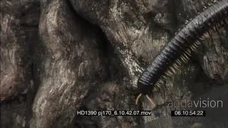 Millipede moving along Tree bark MCU