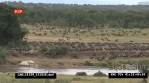 Blue Wildebeest herd migration in the savannah XWS HAND
