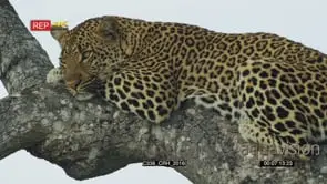 Close side view of leopard lying on top of the tree