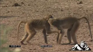 Yellow baboons fighting on the riverbed during the day MWS PAN