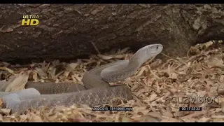 Black mamba hunting, striking and defensive behaviour.