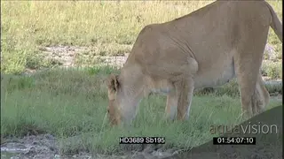 African lioness under tree drinking at waterhole