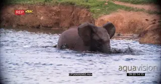 African Elephant Calf Bathing and Playing in the Water