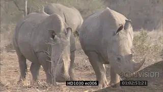 White Rhinos two (2) standing looking at camera MS