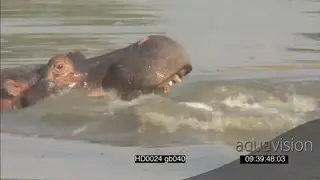 Hippos agitated intimidation behaviour attempting to fight Nile Crocodile looking on.