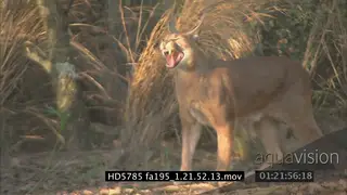 Caracal hunting patrolling scouting around snarling