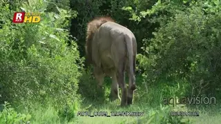 African Male Lion laying down, standing and walking in the bush.