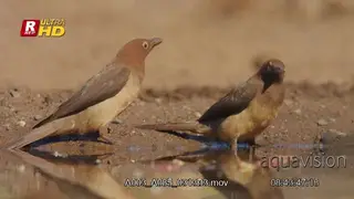 Two Redbilled Oxpecker standing, feeding and drinking water.