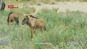 Two wildebeest foals standing greenery