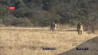 African Lionesses [2] walking and chasing Birds across the field and they chase one.
