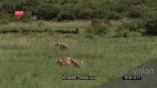 Cheetah family feeding from just caught gazelle, Hyena walking around