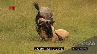 Lioness hunt catch and suffocate Kill Wildebeest AmCam