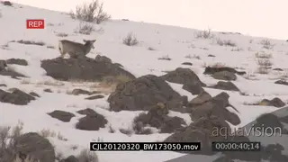 Elk Antelope and Gray Wolf on snowy prairie displaying hunting behaviour WS PAN