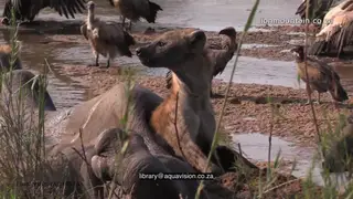 Spotted Hyenas Feeding on Elephant Carcass White-backed Vultures standing in the.