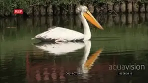 PELICAN IN POND SWIMMING