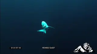 Mako Shark swimming around and feeding UW
