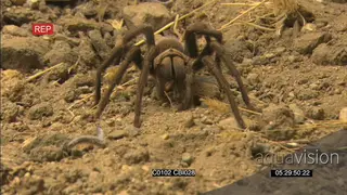 Baboon tarantula spider killing a prey to feed on SCENIC