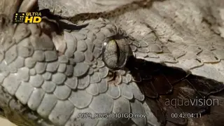 Gaboon viper face Close Up.
