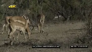 Impala herd grazing in bushveld
