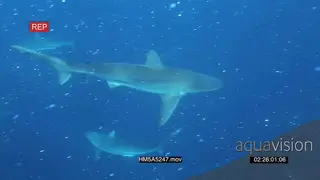 Blacktip Sharks and Dusky Sharks UW, ocean filled with fish scales.