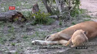 Lioness sleeping and moving its tail while the cub is learning how hunt using the tail.